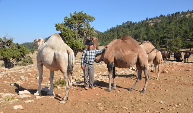 Sarıkeçili Yörükler bin yıllık kültürlerinden vaz geçmiyor