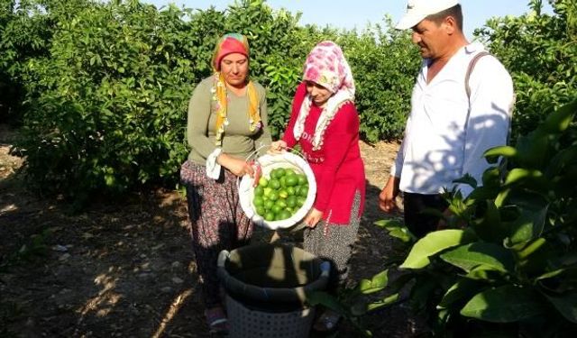 Mersin’de Sezonun ilk limon hasadı başladı